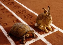 tortoise and hare start to race